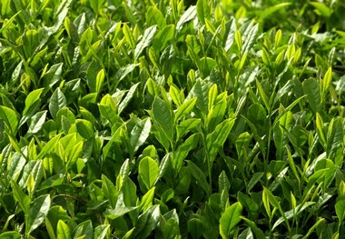 نرخ خرید تضمینی چای چهار درصد افزایش یافت