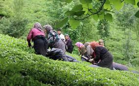 بازگشت بیش از پنج هزار هکتار از باغات چای به چرخه تولید