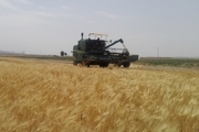 برداشت 38 هزار تن جو از مزارع کردستان پیش بینی می شود