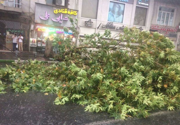 ورزش تندباد در گلستان موجب ایجاد خسارت شد