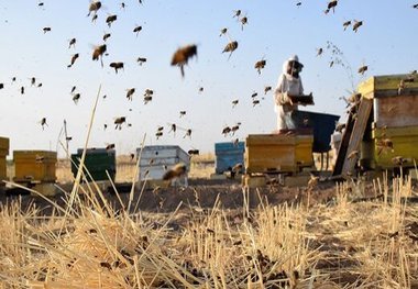 برندسازی عسل کردستان به ایجاد اشتغال و تولید استان کمک می‌کند