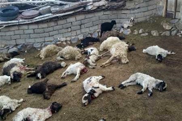 حمله یک قلاده گرگ به گوسفندان در بوئین زهرا