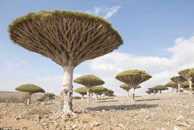 جزیره زیبای یمن، عامل جنگ کشورهای عربی