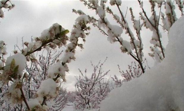 کشاورزان سرمازدگی باغ ها را جدی بگیرند