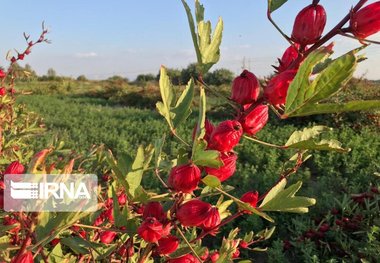 دلگان رتبه نخست تولید چای ترش کشور را دارد