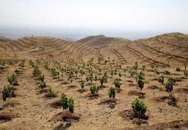 حفاظت محیط زیست استان چهارمحال وبختیاری  به طرح بسیج همگانی 14 میلیون نهال در کشور پیوست