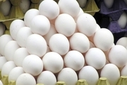 ۶۱۴ هزار کیلوگرم تخم مرغ از استان مرکزی به خارج از کشور صادر شد