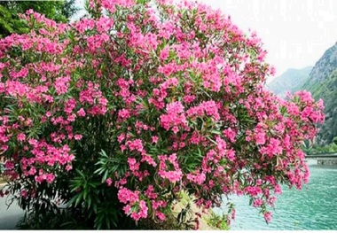 این گل نماد حمله اتمی آمریکا به هیروشیما است + عکس