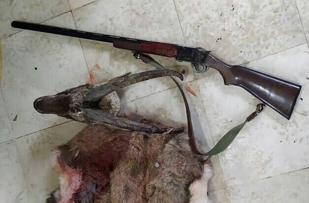 شکارچیان غیرمجاز بز وحشی در البرز دستگیر شدند