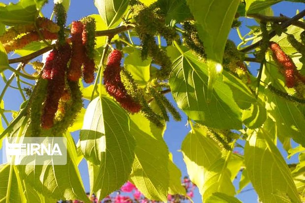 برداشت توت فرنگی از سطح ۱۰۹ هکتار از باغات سیستان و بلوچستان آغاز شد
