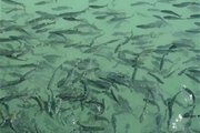 200 هزار بچه ماهی در سدهای گیلانغرب رهاسازی شد