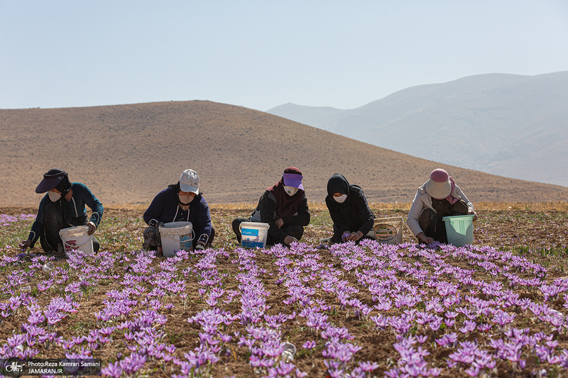 برداشت زعفران از مزارع استان چهارمحال و بختیاری