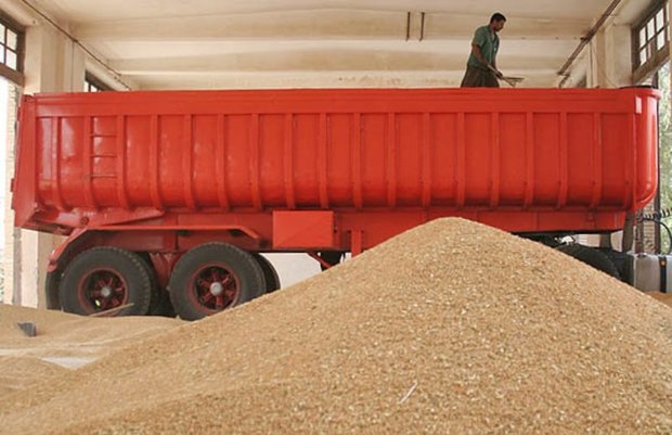 40 هزار تن گندم با آغاز فصل برداشت در ایلام خریداری شد