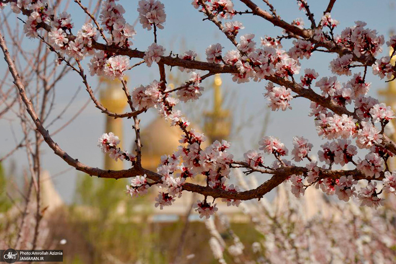 حال و هوای بهاری در حرم مطهر امام خمینی (س)