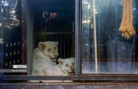 شیرهای سفید (11)