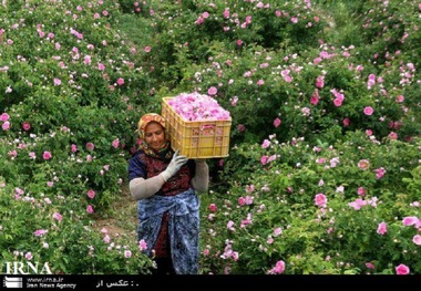 کشت گل محمدی در نیشابور افزایش یافت