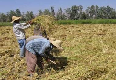 بارش باران برداشت برنج را در روستای قلات جهرم میسر کرد