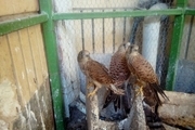 تحویل ۱۶ پرنده شکاری مصدوم به محیط زیست گلستان