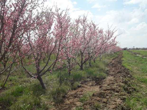 تاثیرات بارندگی های اخیر بر منابع آبی و مرتعی کرمان