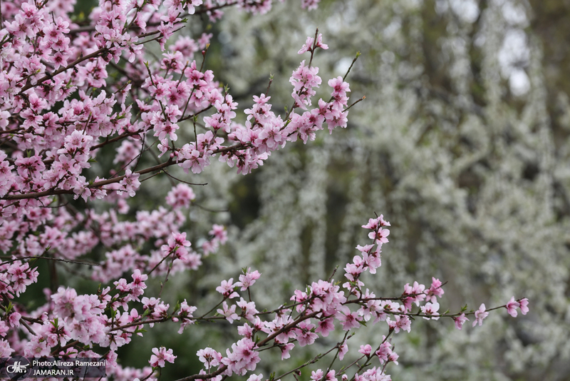 شکوفه های بهاری تهران