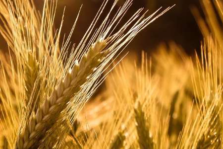 مشکلی برای توزیع مرغ منجمد در کهگیلویه و بویراحمد وجود ندارد