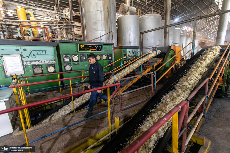 شوق شیرین تولید شکر / کارگران تولید قند و شکر