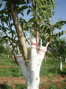 سرشاخه کاری درختان گردو درراستای افزایش کیفیت