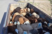 کشف ۴۰ رأس گوسفند قاچاق در  سرایان