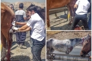 امدادرسانی اورژانس به اسب های آسیب دیده + تصاویر
