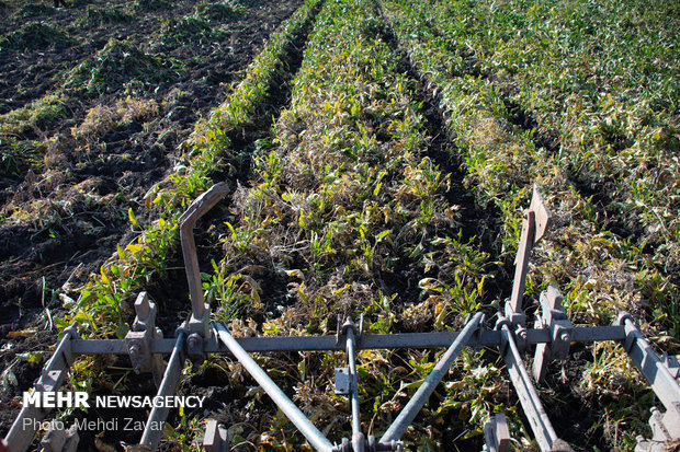 کشت چغندر قند در ۳ هزار هکتار از مزارع کشاورزی قزوین آغاز شد