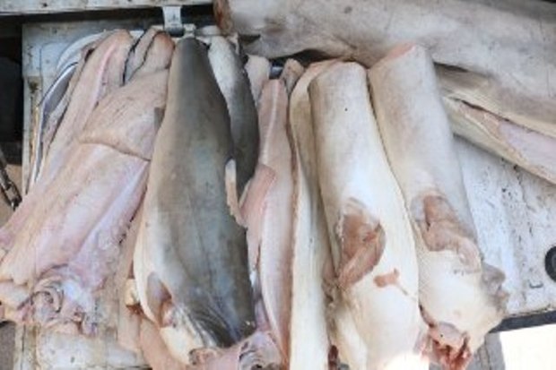 دستگیری عاملان فروش ماهی حرام گوشت در سبزوار