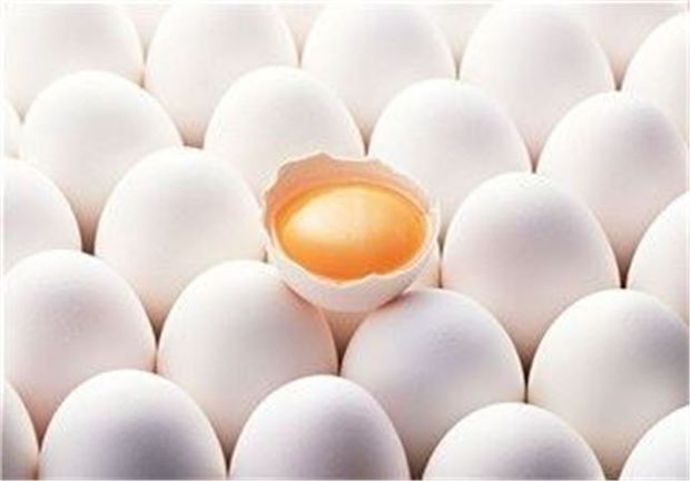 محدودیتی برای تامین تخم مرغ مورد نیاز هرمزگان نداریم