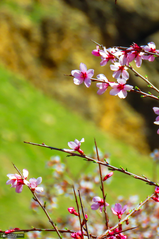 تنگه لی لی دورود