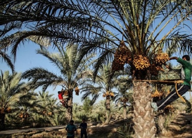 برداشت خرما درشهرستان دشتی آغاز شد