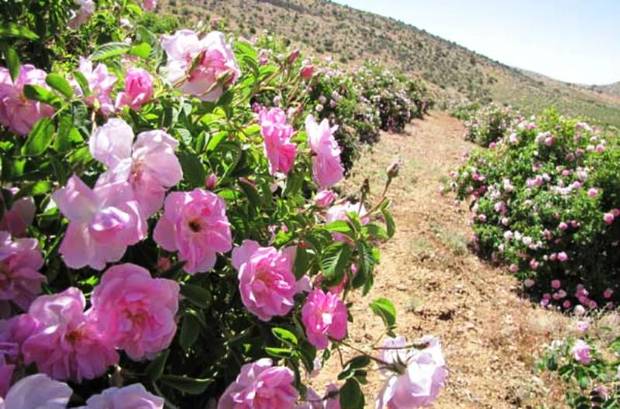 برداشت گل محمدی در مریوان آغاز شد