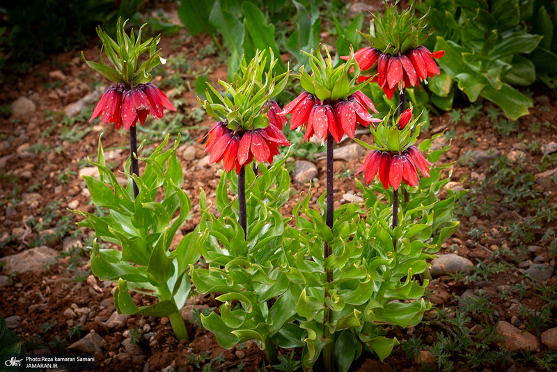 دشت لاله های واژگون کوهرنگ