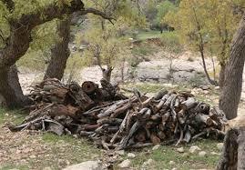 قاتل درختان جنگلی بلوط در خرم آباد دستگیر شد