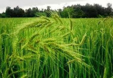 خارج شدن برنج از لیست پرمصرف ترین محصول آب بر با آبیاری تناوبی