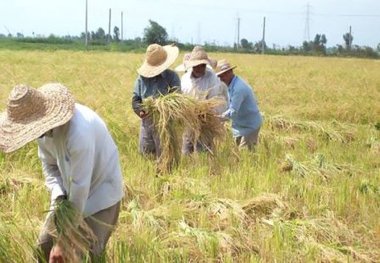 روش های سنتی تولید محصولات کشاورزی پاسخگوی نیاز کشاورزان نیست