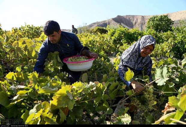 1250 خانوار روستایی خراسان شمالی بیمه اجتماعی شدند