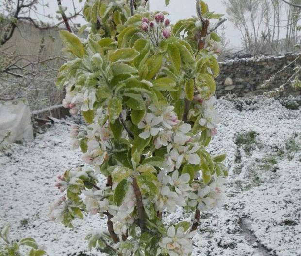 سامانه هشدار سریع سرمازدگی درلرستان راه اندازی می شود