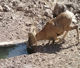 ماهانه 100 هزار لیتر آب در آبشخورهای حیات وحش ایلام تخلیه می شود