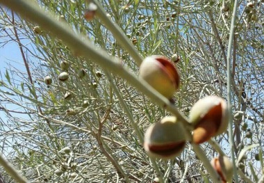 مرتع دار نمونه حاجی آباد 14 هکتار بادام کوهی کاشت