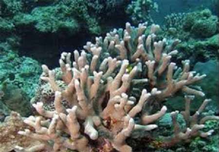 مرجان های هندورابی جابه‌جا شدند