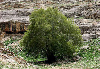 چهار اثر تاریخی استان مرکزی در فهرست میراث ملی طبیعی ثبت شد