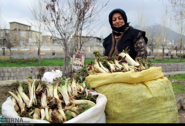 آغاز برداشت گیاهان کوهی در آذربایجان‌غربی