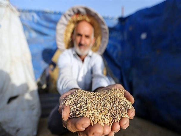 گندمکاران کردستانی 28 درصد بیشتر از میانگین کشوری مطالبه خود را دریافت کردند