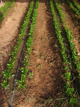 اجرای سیستم آبیاری تیپ وزیر سطحی درراستای کاهش مصرف آب حمایت می شود