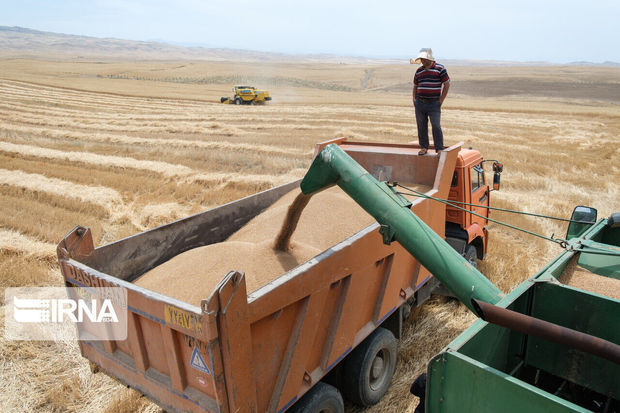 خرید تضمینی گندم در خراسان شمالی ۷۳ درصد افزایش یافت