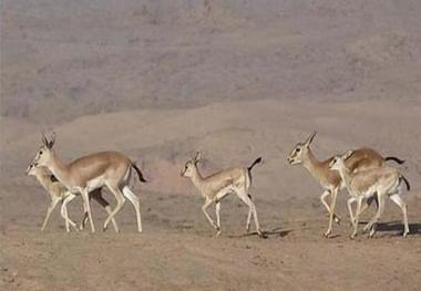 کانال مرگ همچنان آهوهای تشنه خوزستان را می بلعد